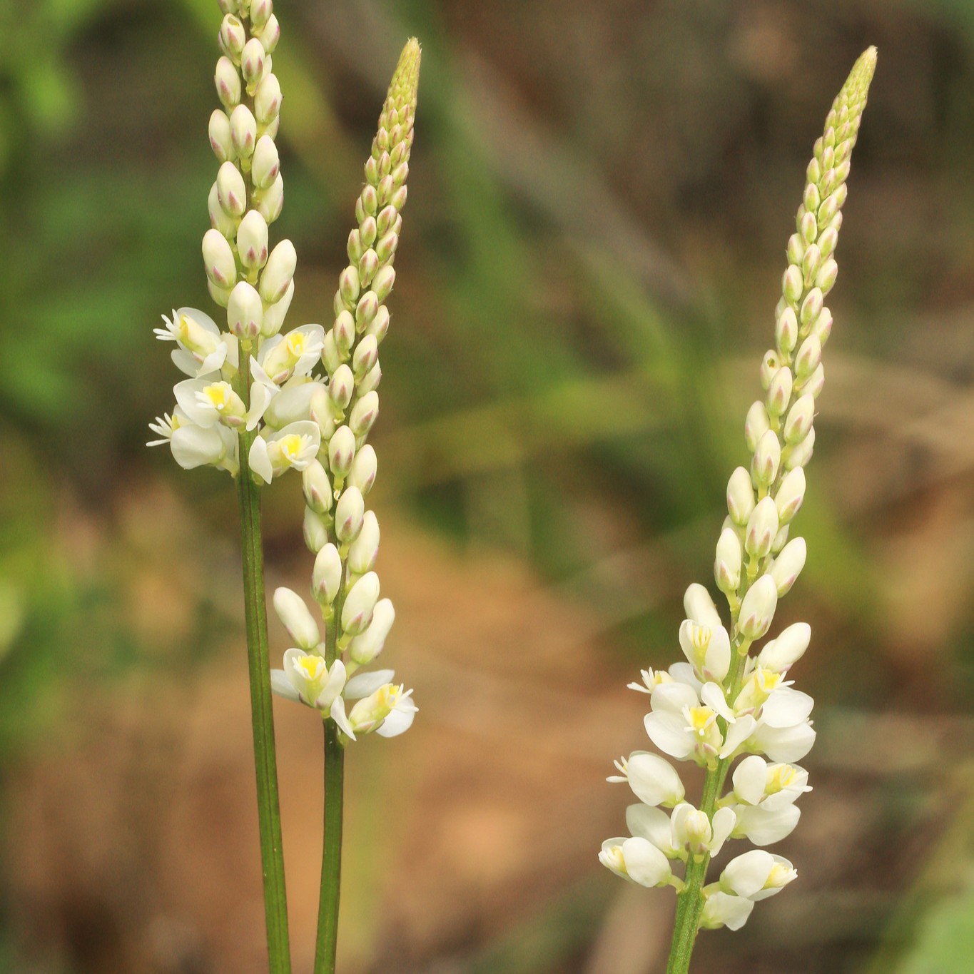 Tall Boykin's milkwort flower spikes.