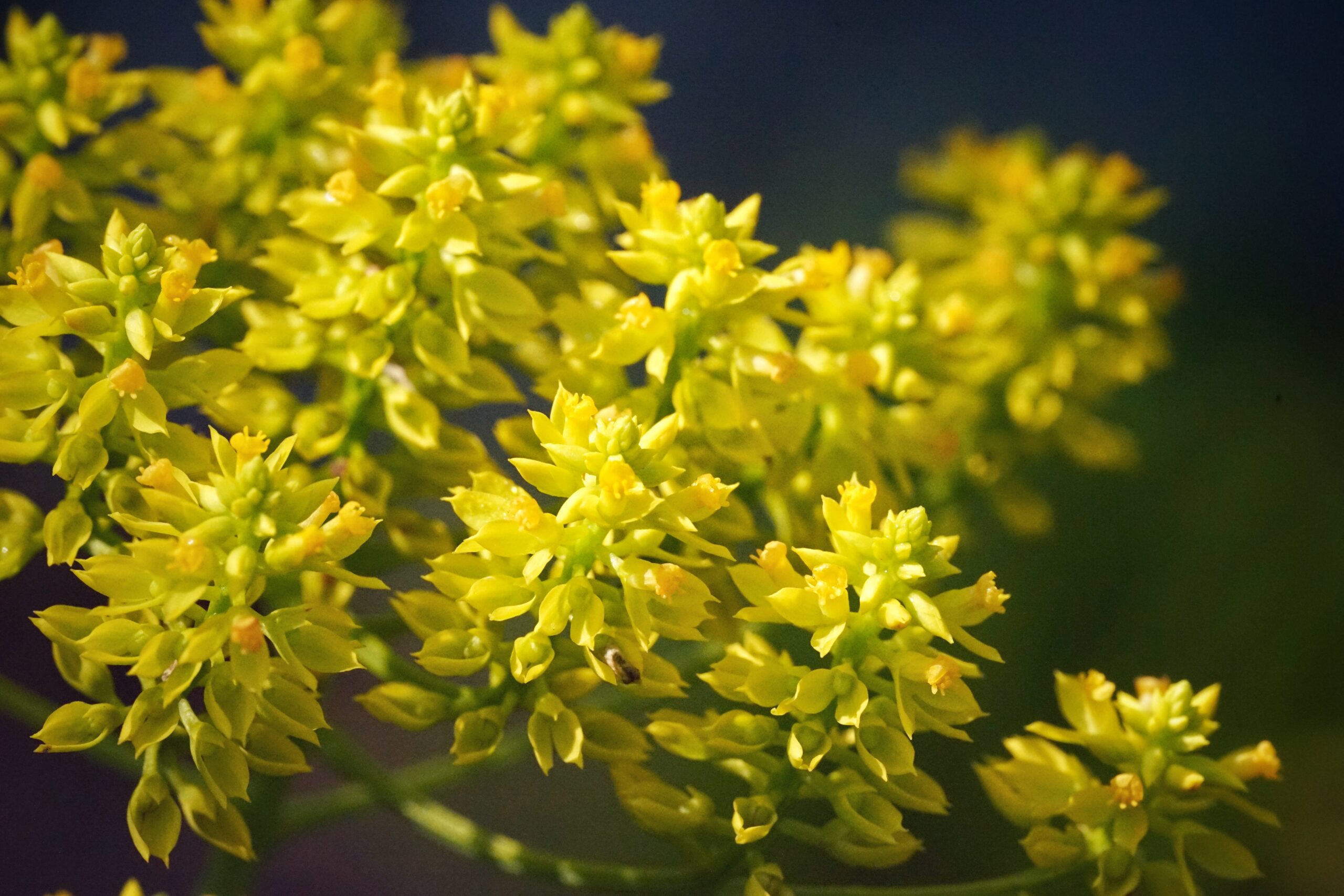 Clusters of yellow Tall pinebarren milkwort flowers.