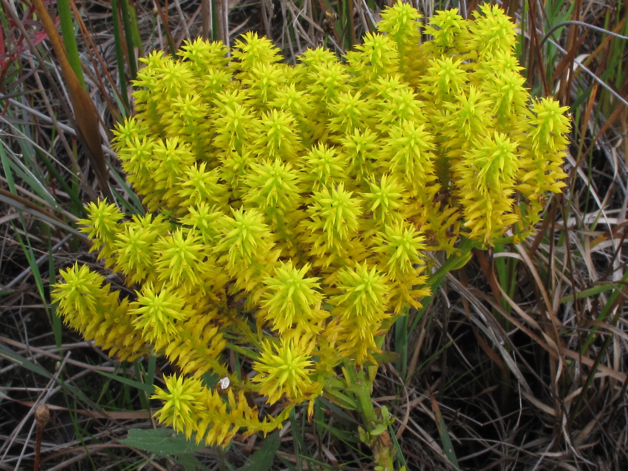 A cluster of bright yellow Low pinebarren milkwort flowers.