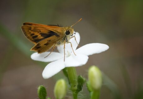 Whirlabout skipper nectaring on a white Tread-softly flower.