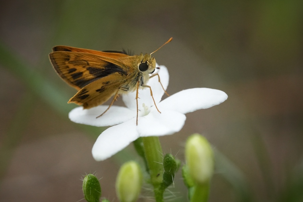 Whirlabout skipper nectaring on a white Tread-softly flower.