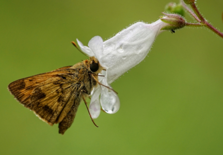 Whirlabout nectaring on Manyflower beardtongue.