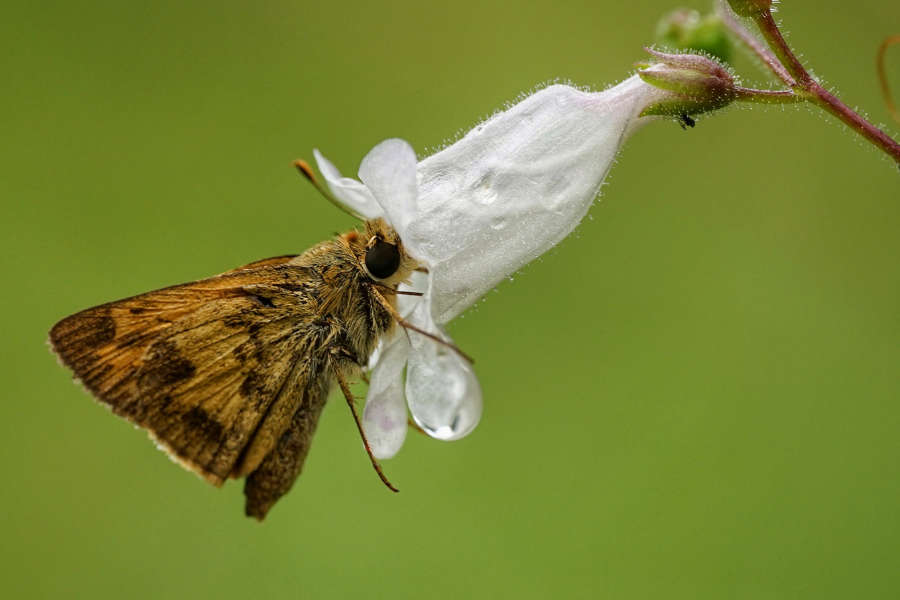 Whirlabout nectaring on Manyflower beardtongue.