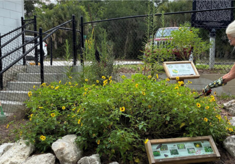 A person tends a small garden with yellow flowers next to informational signs and a chain-link fence. Trees and parked cars are in the background.