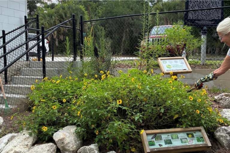 A person tends a small garden with yellow flowers next to informational signs and a chain-link fence. Trees and parked cars are in the background.