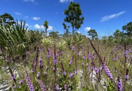 Purple wildflowers bloom in a sandy, grassy field with palm trees and pine trees under a clear blue sky.