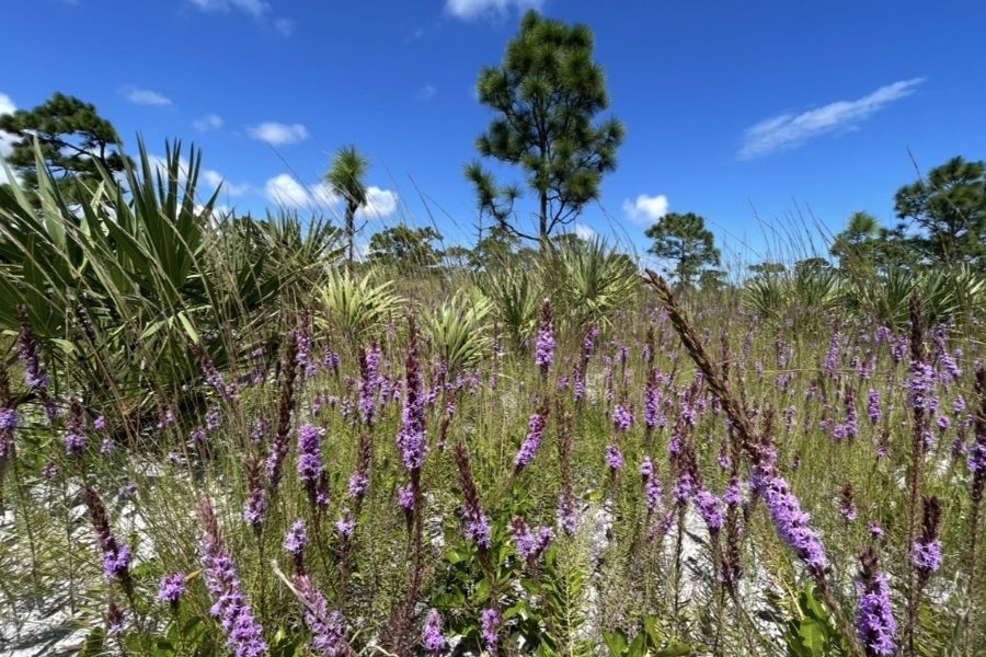 Purple wildflowers bloom in a sandy, grassy field with palm trees and pine trees under a clear blue sky.