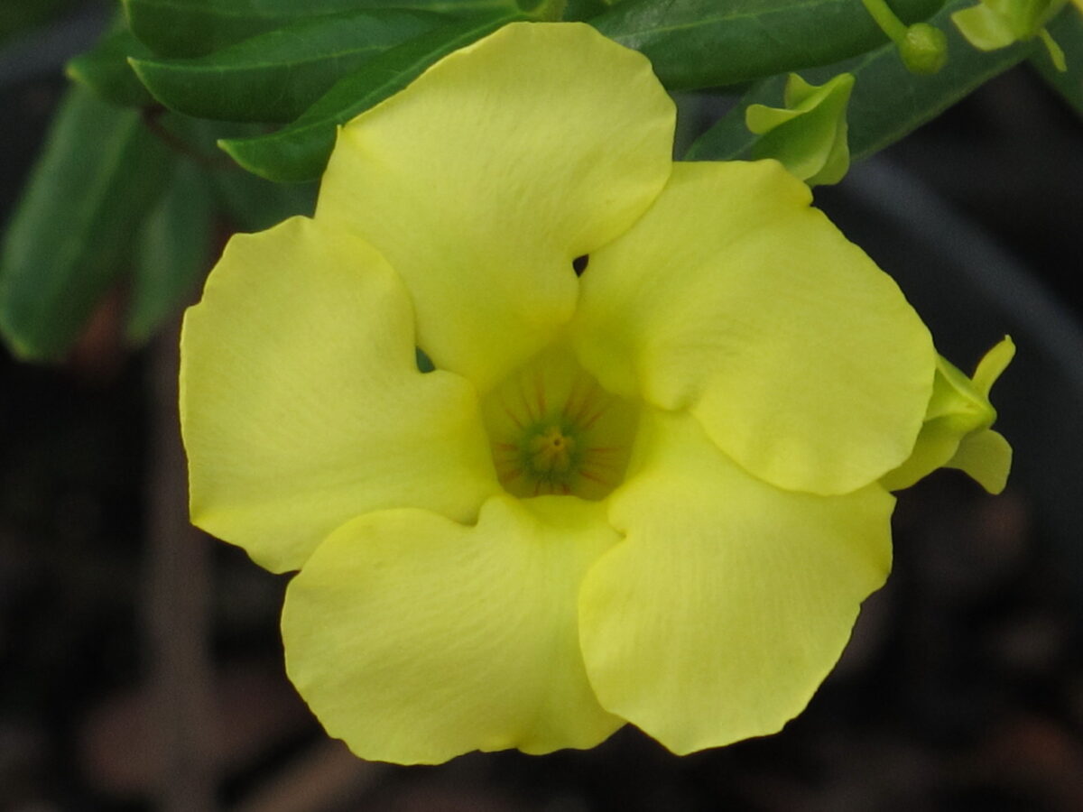 A close-up of a single yellow Pineland golden trumpet flower.