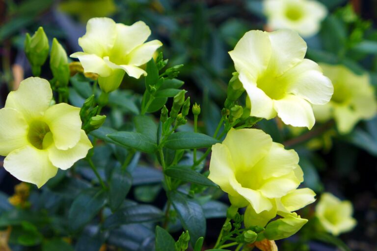 Cluster of pale yellow Pineland golden trumpet flowers.