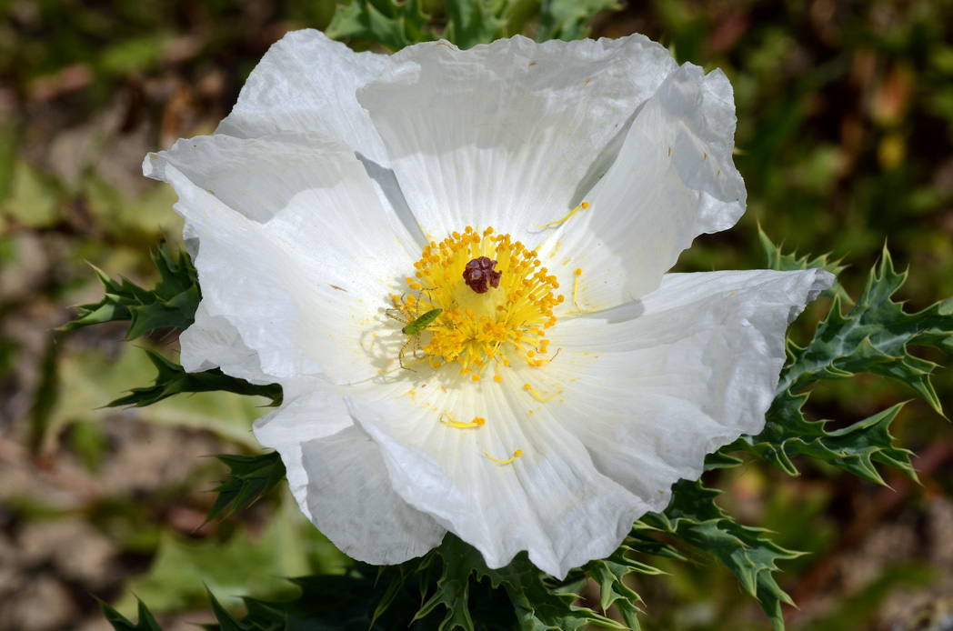 Close-up of a white Bluestem pricklypoppy flower with yellow center and spiky green leaves.