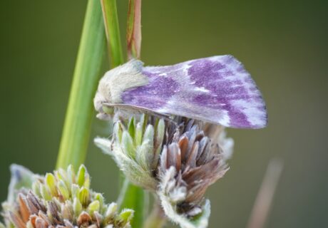 Pale pink and yellow Bleeding flower moth resting on an Elephantsfoot inflorescence.
