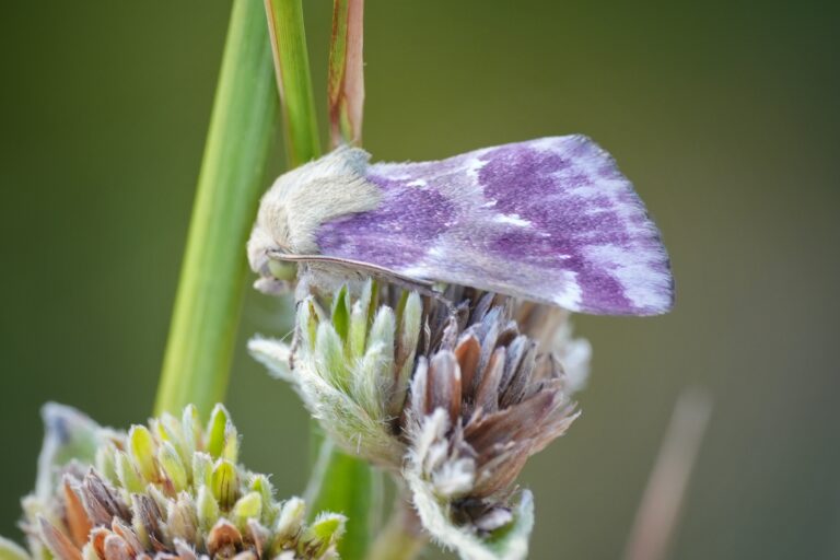 Pale pink and yellow Bleeding flower moth resting on an Elephantsfoot inflorescence.