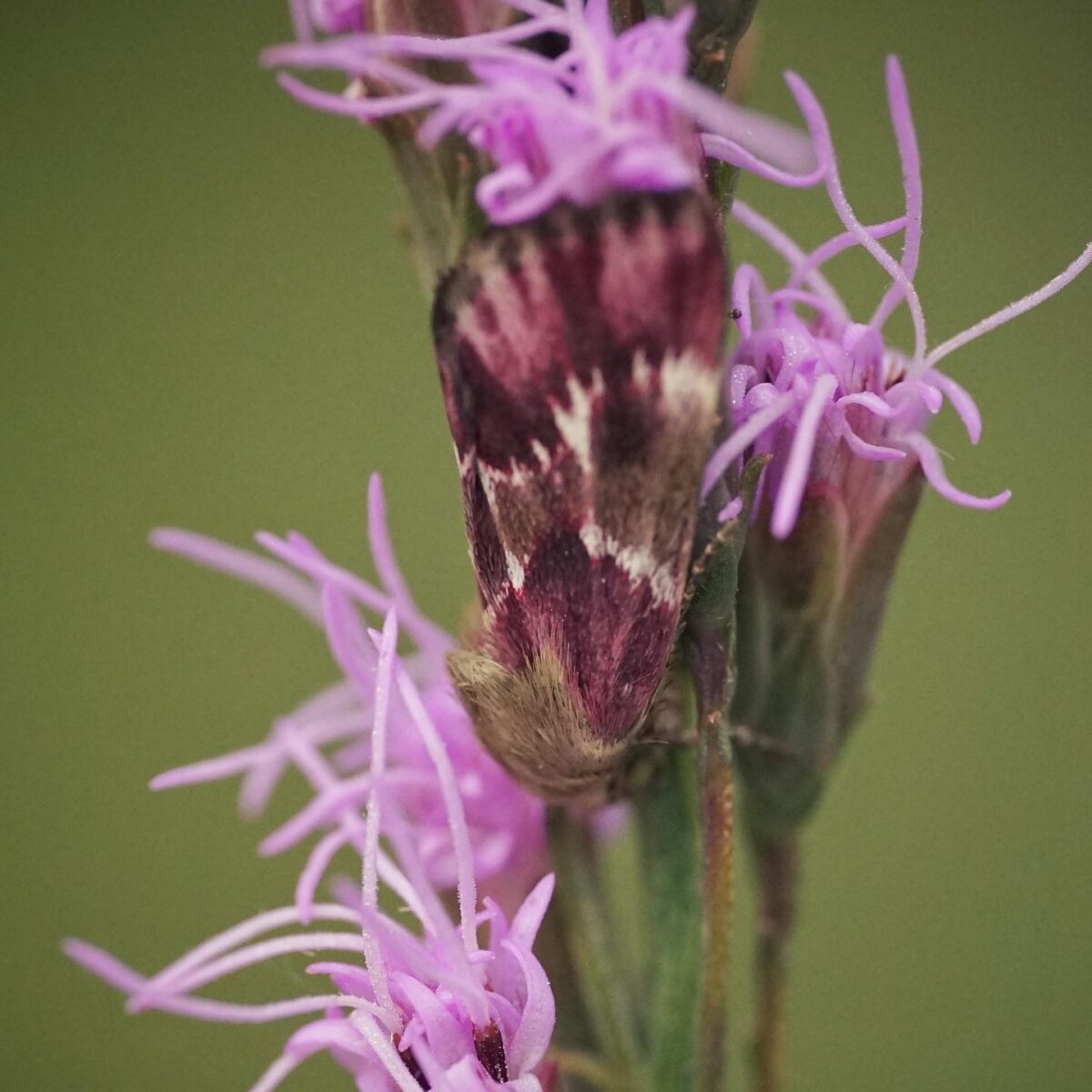 Bleeding flower moth resting on a blazing star flower.