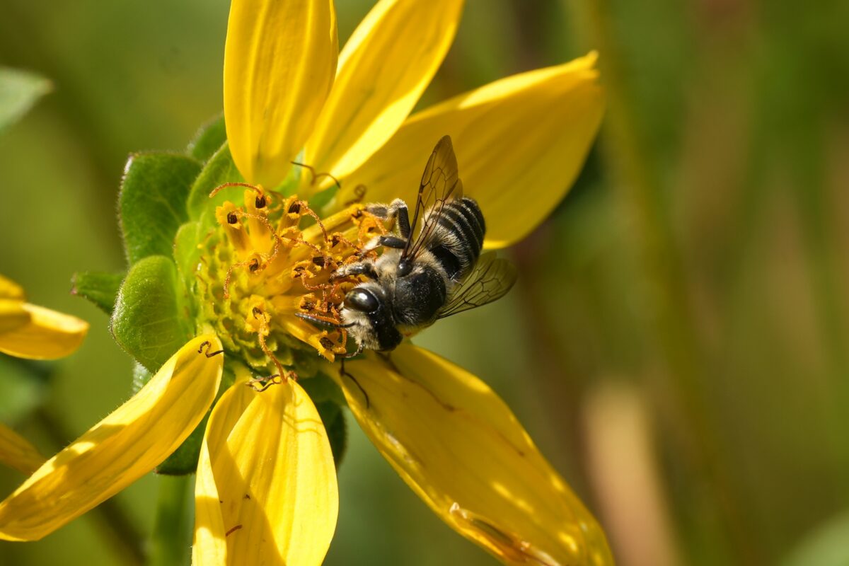 Leafcutter bee necataring on Starry rosinweed flower.