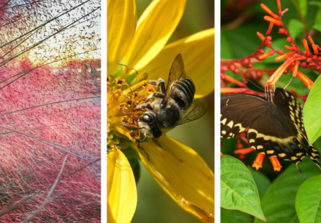 Three vertical panels: a swarm of insects in evening light, a bee on a yellow flower, and a black butterfly feeding on orange-red flowers against green leaves.