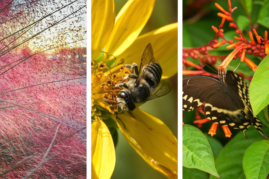 Three vertical panels: a swarm of insects in evening light, a bee on a yellow flower, and a black butterfly feeding on orange-red flowers against green leaves.