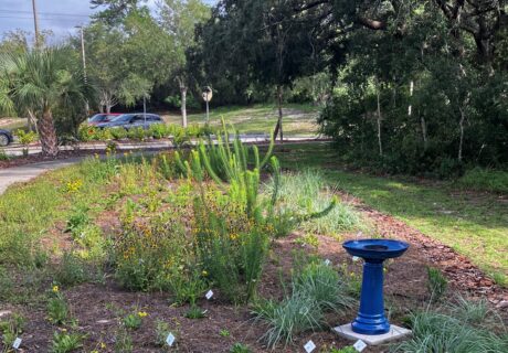 Native plant garden at Deltona Regional Library.