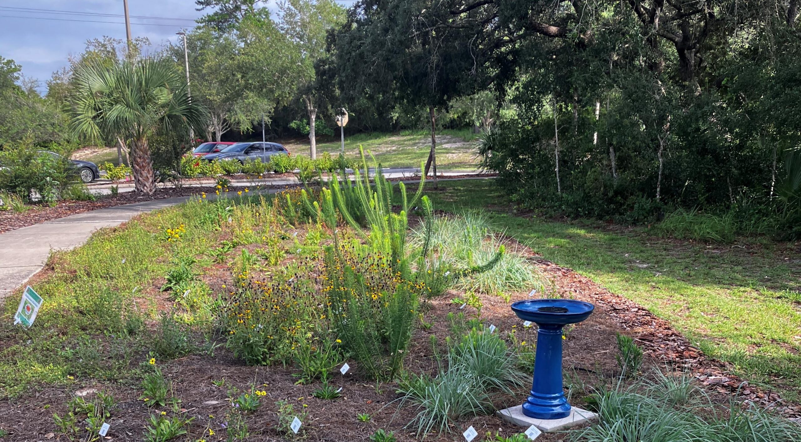 Native plant garden at Deltona Regional Library.