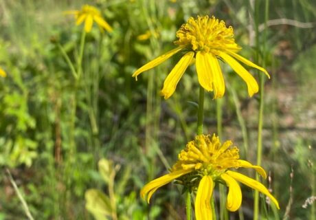 Close-up of two yellow wildflowers with long, thin petals in a green outdoor setting; some petals appear wilted or missing.