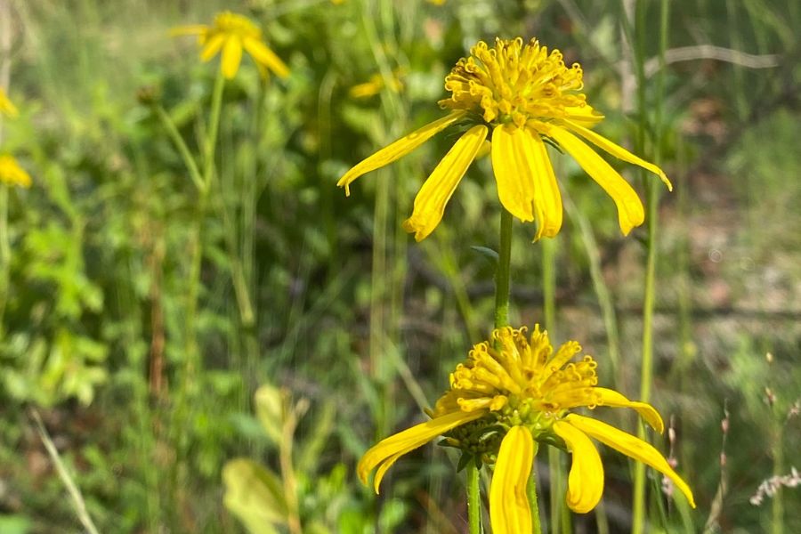 Close-up of two yellow wildflowers with long, thin petals in a green outdoor setting; some petals appear wilted or missing.