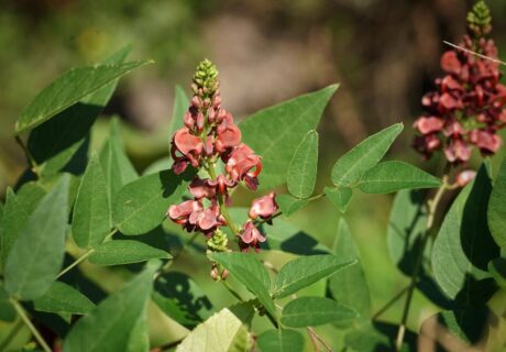 Groundnut plant with clusters of small reddish-pink flowers and green compound leaves.