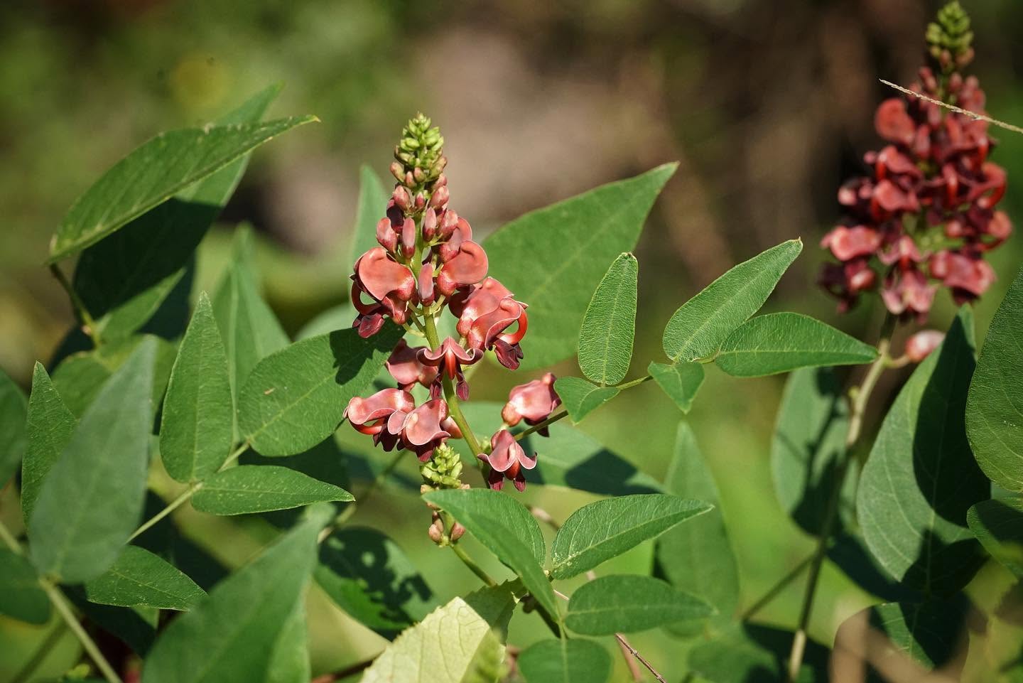 Groundnut plant with clusters of small reddish-pink flowers and green compound leaves.
