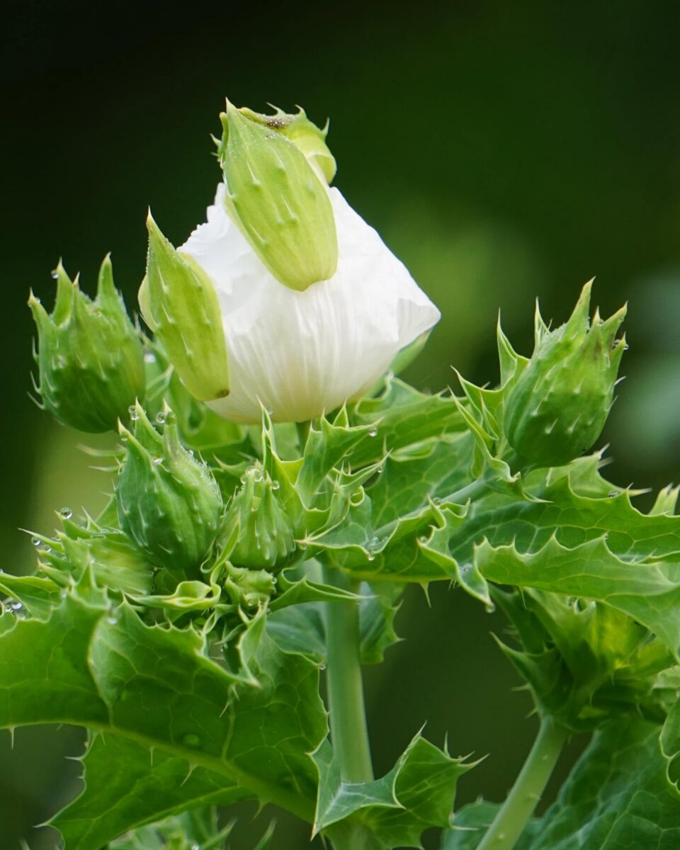 Spine-covered leaves and buds of Bluestem pricklypoppy.