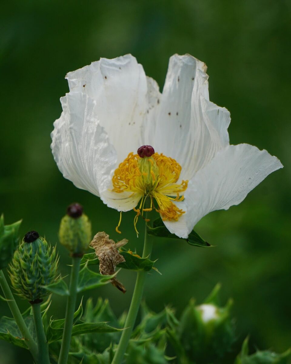 White Bluestem pricklypoppy flower with a yellow center.
