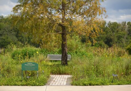 Native plant demonstration garden at Carrollwood Village Park.