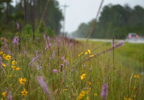 Purple blazing stars and yellow sunflowers growing in a roadside meadow with a car visible in the distance.