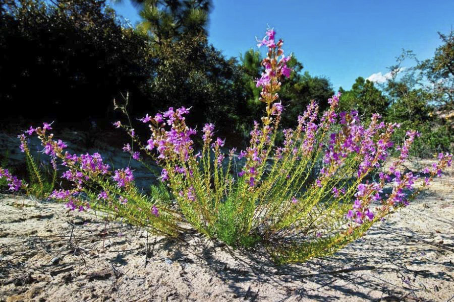 A clump of purple wildflowers growing in sandy soil against a backdrop of trees.