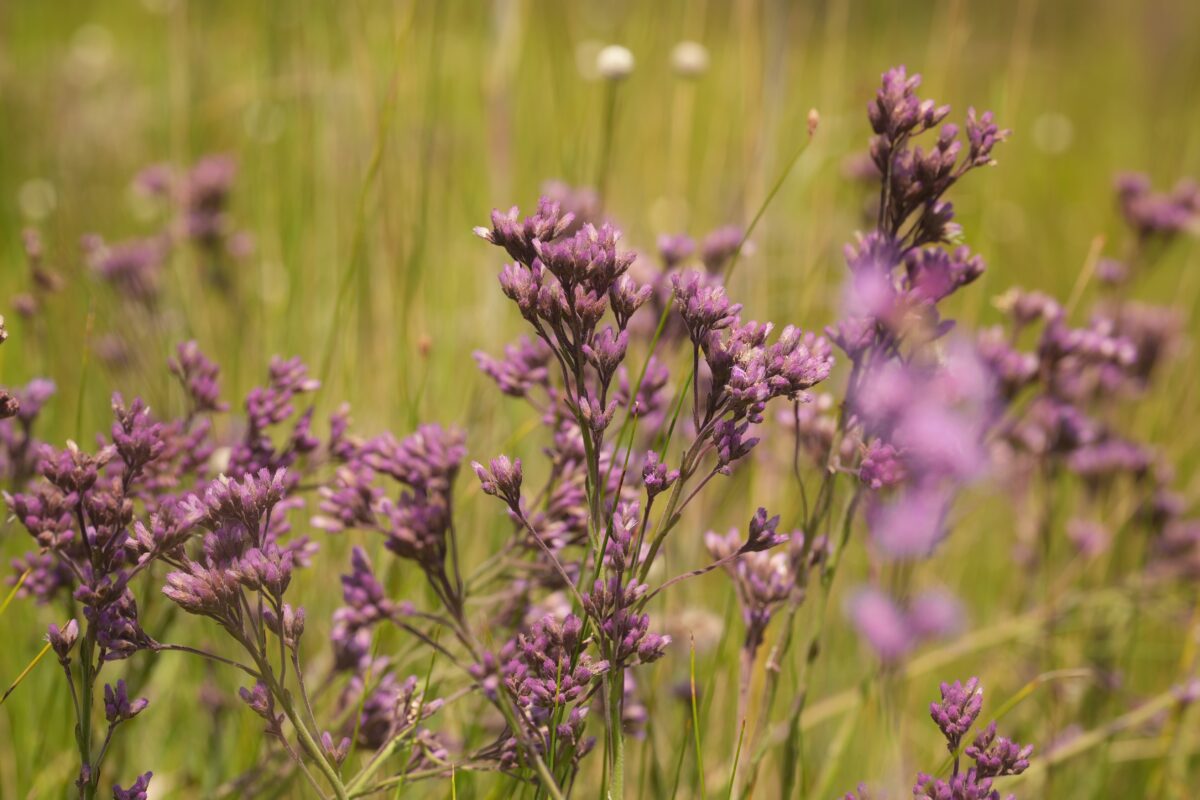 Cluster of purple Pineland chaffhead blooming in an open prairie.