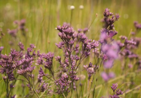Cluster of purple Pineland chaffhead blooming in an open prairie.