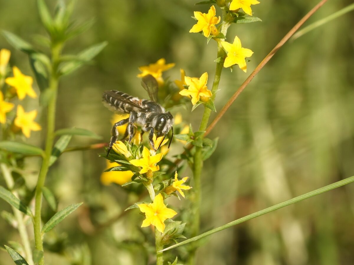 Leafcutter bee on yellow Pineland heliotrope flowers.