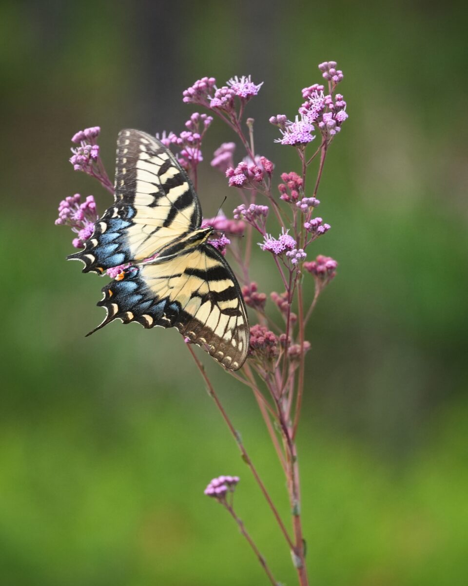Eastern tiger swallowtail visiting Vanillaleaf flowers. 